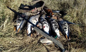 Охота в Астрахани на гуся